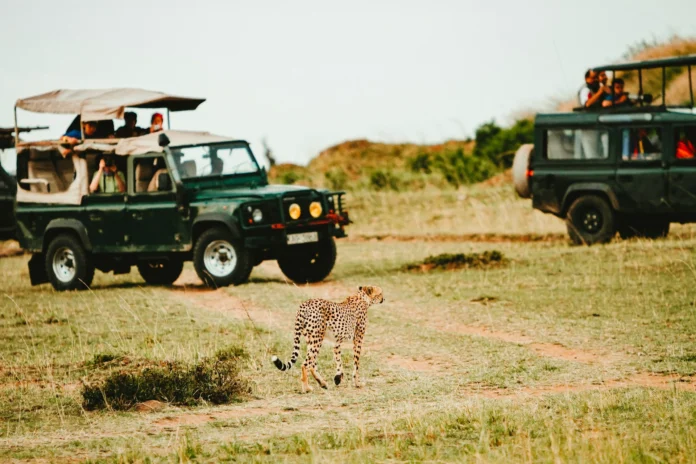 Mozambique Safari
